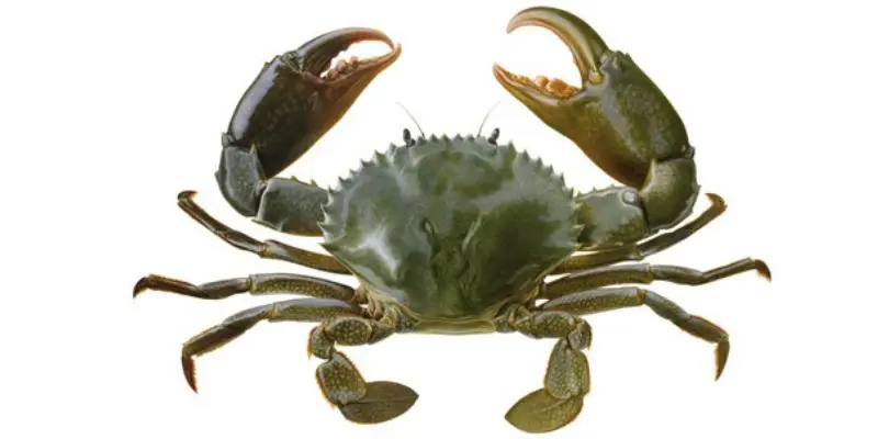 Bà bầu mơ thấy bắt cua đánh con số