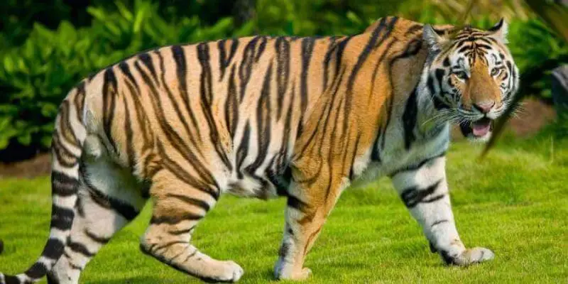 Nằm mơ thấy cọp